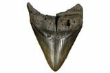 Bargain, Fossil Megalodon Tooth - South Carolina #178804-1